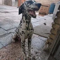 سگ دالمیشن