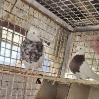 کبوتر طوقی|پرنده|مبارکه, |دیوار