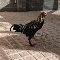 جوجه خروس محلی|حیوانات مزرعه|شاهین دژ, |دیوار