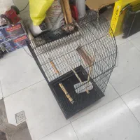 قفسه پرنده طوطی،عروس هلندی با تجهیزات، ۷۰۰|لوازم جانبی حیوانات|اصفهان, قلعه طبره|دیوار