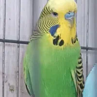 مرغ عشق ،یک جفت و 2عدد نر تک انگلیسی