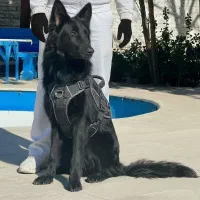 سگ  ژرمن بلک موبلندنر هشت ماه اموزش دیده فی ۴۰ م ت|سگ|تهران, تهرانسر شرقی|دیوار