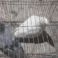 کبوتر|پرنده|نیشابور, مازول|دیوار