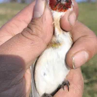 سهره نر چانه سفید