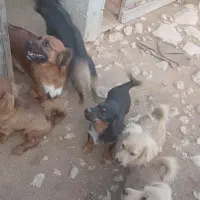فروش توله سگ