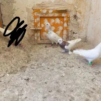 کبوتر رنگه پرشی