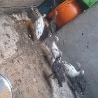 بوقلمون