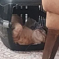 گربه خانگی|گربه|قدس, شهر‌قدس|دیوار