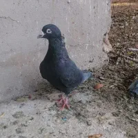 جفت پلاکی|پرنده|شیراز, احمدآباد|دیوار