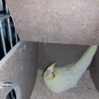 عروس هلندی فروشی|پرنده|مینودشت, |دیوار