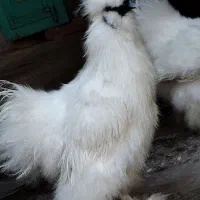 مرغ ترئیناتی