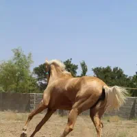 اسب اصیل ترکمن|اسب و تجهیزات اسب‌سواری|تهران, بوستان چیتگر|دیوار