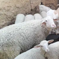 فروش میش لاکن و بز سانن
