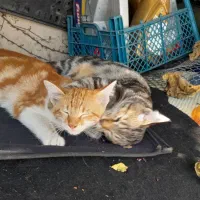 واگذاری رایگان گربه ماده زرد و سفید