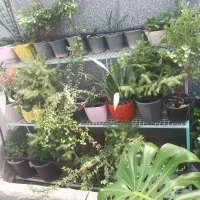 اجراآبیاری قطره ای.آلاچیق.آبنما.فضا سازی ویلا|خدمات باغبانی و درختکاری|شهریار, شهرک وائین|دیوار