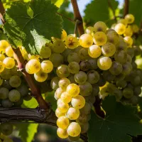 نهـال انـار ساوه شیرین خوشدانه و صادراتی|خدمات باغبانی و درختکاری|رشت, منظریه|دیوار