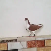 شیرازی سرخ نر