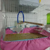 قفس قناری مرغ عشق فنچ