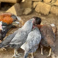 مرغ و خروس