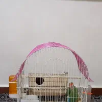 طوطی برزیلی نرو ماده|پرنده|محمدشهر, محمدشهر|دیوار