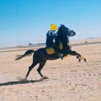 نریان کرد|اسب و تجهیزات اسب‌سواری|قیدار, |دیوار