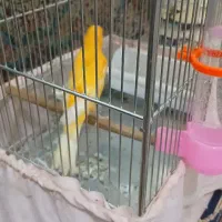 قناری|پرنده|تهران, اسفندیاری|دیوار