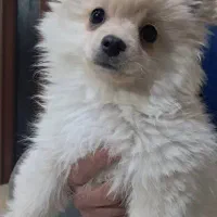 پامرین|سگ|شیراز, انجیره|دیوار