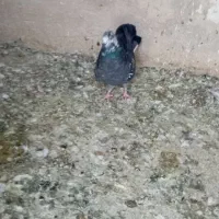 فروش ۲عددسینه ماده ۱عددقهوه ای دورگ ماده با۲تاکوهک|پرنده|فسا, |دیوار