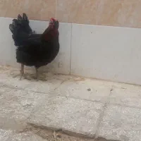 مرغ تخمگذار