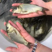 بچه ماهی کپور و غذای ماهی|ماهی|مشهد, آبکوه|دیوار