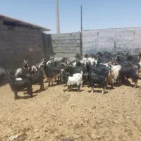 فروشی