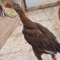 لاری جوجه خروس اصله افغان.