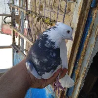 ۸عدد کبوتر طوقی