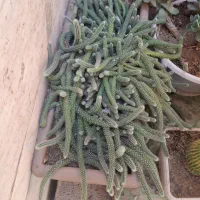 کاکتوس|گل و گیاه طبیعی|اصفهان, فرح آباد|دیوار