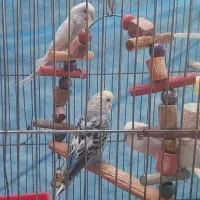 پرنده(مرغ عشق)|پرنده|قوچان, |دیوار