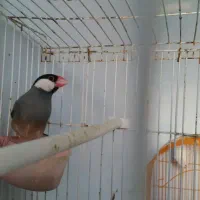 چند نوع پرنده زینتی