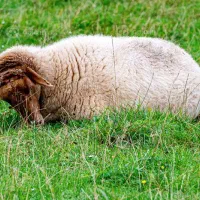 گوسفند چراشده پرواری وگوشتی بضمانت مرجوعی|حیوانات مزرعه|مشهد, نوید|دیوار