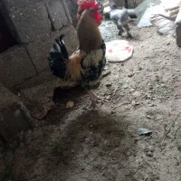 خروس،مرغ وخروس لهستانی