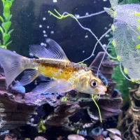 ماهی اکواریم زیر قیمت دوتاش 300