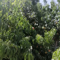 باغ باغچه300متری ارامگاه فرودستی روستای نجم|فروش خانه و ویلا|مشهد, توس (بلوار توس)|دیوار