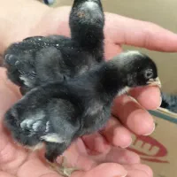 جوجه لاری کوکواوشامو