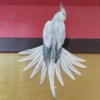 عروس هلندی ایزابلا نر