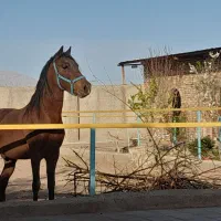 اسب وبز|اسب و تجهیزات اسبسواری|رفسنجان, |دیوار