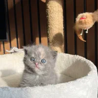 بچه گربه های بلو اصیل|گربه|تنکابن, |دیوار