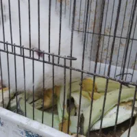 خرگوش لوپ ماده|موش و خرگوش|نیشابور, شهید بهشتی|دیوار