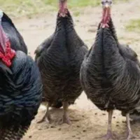 فروش 2عدد بوقلمون نر