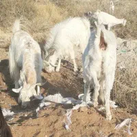 فروش گوسفند