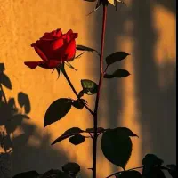 لوازم درحدنو