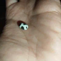 مهره اصل بودایی مهرها اصل انرژی|کلکسیون اشیاء عتیقه|کرمان, |دیوار