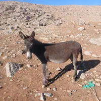 یک خر خوب ماده سواری فوق العاد